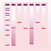 executando um gel de eletroforese pcr vetor