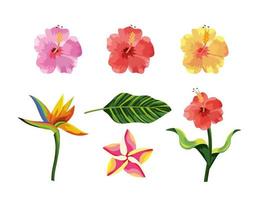 conjunto de flores tropicais plantas e folhas exóticas vetor