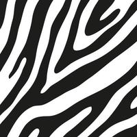 listras pretas na pele de uma zebra para gráficos de decoração vetor