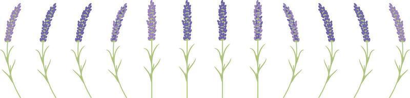 ramos de lavanda para decoração de cartão postal vetor