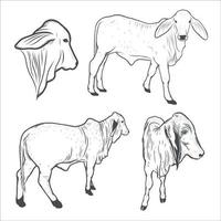 vaca, desenho de bezerro. ilustração vetorial vetor