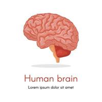 órgão do corpo humano, parte isolada do cérebro em detalhes. mente de pessoa, aulas de biologia e aulas de anatomia. nervos e neurologia ciência e pesquisas. vetor em ilustração de estilo simples