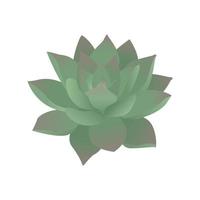 suculenta verde. echeveria. ilustração vetorial isolada no fundo branco. vetor