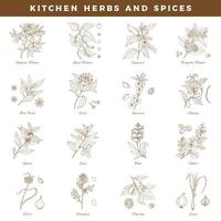 Cozinha ervas e especiarias. Conjunto de mão desenhada botânica vintage