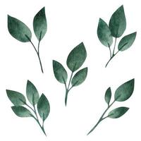 folhas verdes, conjunto de aquarela vetor