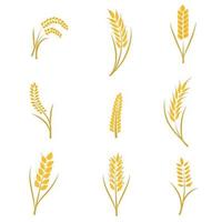 coleção de trigo plana vetor
