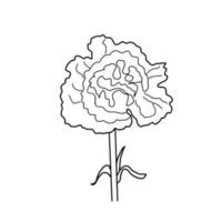 cravo flor planta doodle de linha orgânica desenhada à mão vetor