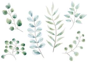 conjunto de plantas e ervas em design aquarela vetor