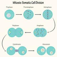 mitose divisão celular somática vetor