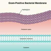 diagrama de membrana bacteriana gram-positiva vetor