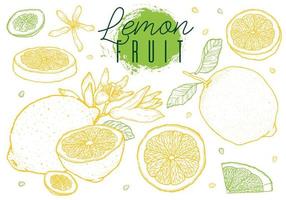 ilustração vetorial de limão de frutas cítricas. estilo de esboço desenhado à mão. vetor