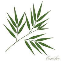 ilustração vetorial isolada de cor de folha de bambu em fundo branco vetor