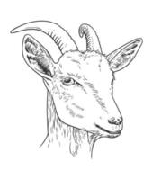 ilustração de arte de linha vetorial desenhada à mão de cabeça de cabra vetor