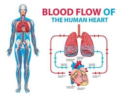 diagrama mostrando o fluxo sanguíneo em humanos vetor