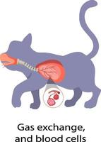 diagrama mostrando as trocas gasosas e células sanguíneas vetor