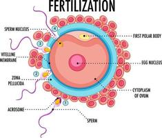 diagrama mostrando a fertilização em humanos vetor