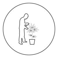 homem cuidando da planta de maconha na pulverização de água de pote usando aspersor de mão regando jardinagem colheita conceito em casa silhueta em círculo redondo preto ilustração vetorial contorno contorno vetor