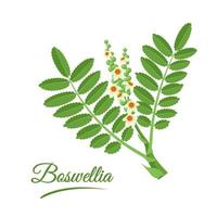 boswellia ou fincense. galho de árvore de incenso com folhas e flores isoladas no fundo branco. fitoterapia ayurvédica e aromaterapia. cosméticos e plantas medicinais. ilustração vetorial. vetor