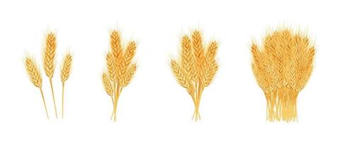 conjunto de espigas de trigo maduras, espigas e grãos. elemento de design para produtos orgânicos, padaria, agricultura. isolado no fundo branco. ilustração vetorial. vetor