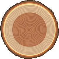 anatomia do tronco de árvore vetor