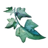 planta de hera com galhos de escalada, vetor de ilustração botânica