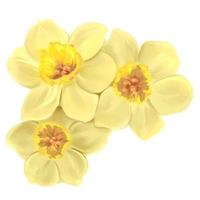 ilustração de flores de narcisos amarelos, vetor isolado