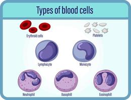 tipo de células sanguíneas informações médicas vetor