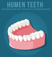 mandíbula humana com dentes vetor