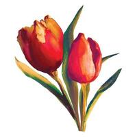 buquê de flores desabrochando tulipas vermelhas ilustração em aquarela vetor