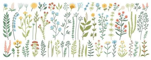 coleção de ervas de prado selvagem, flores floridas vetor