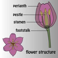 cartaz sobre o tema da estrutura da flor. botânica. vetor