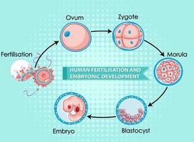 fertilização humana e desenvolvimento embrionário vetor