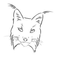 desenho vetorial de lince vetor