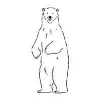 desenho vetorial de urso polar vetor