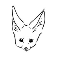 desenho vetorial de raposa fenek vetor