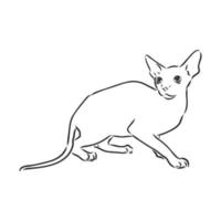 desenho vetorial de gato esfinge vetor