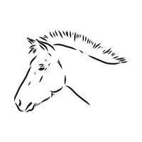 desenho vetorial de cavalo de przewalski vetor