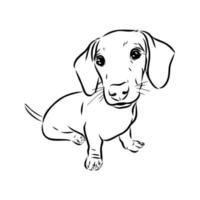 desenho vetorial de dachshund vetor