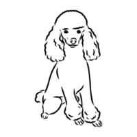 desenho vetorial de cachorro poodle vetor