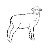 desenho vetorial de ovelhas vetor