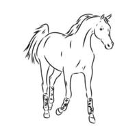 desenho de cavalo correndo com garanhão árabe marrom 11776371 Vetor no  Vecteezy