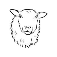 desenho vetorial de ovelhas