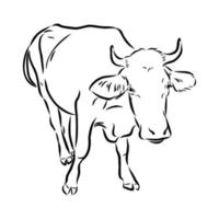 desenho vetorial de vaca vetor
