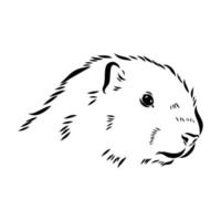 desenho vetorial marmota vetor