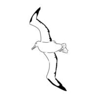desenho vetorial de albatroz vetor