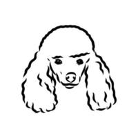 desenho vetorial de cachorro poodle vetor