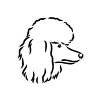 desenho vetorial de cachorro poodle vetor