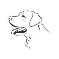 desenho vetorial labrador vetor