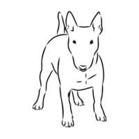 desenho vetorial de bull terrier vetor