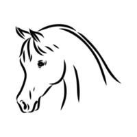 desenho vetorial de cavalo árabe vetor